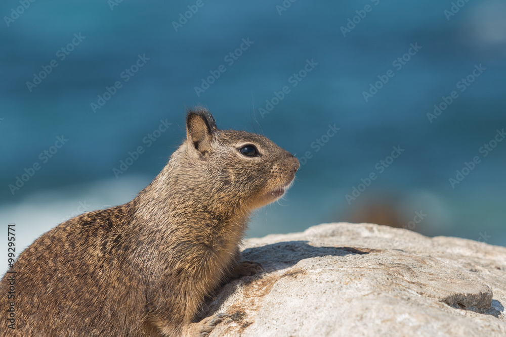 California Ground Squirrel California Ground Squirrel