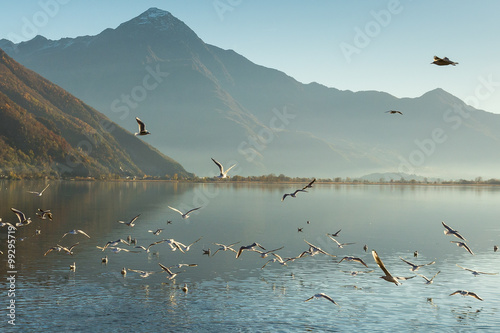 Group of gulls on the lake
