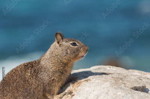 California Ground Squirrel