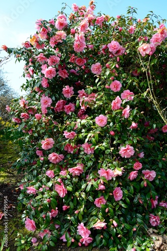 Pink Camellia