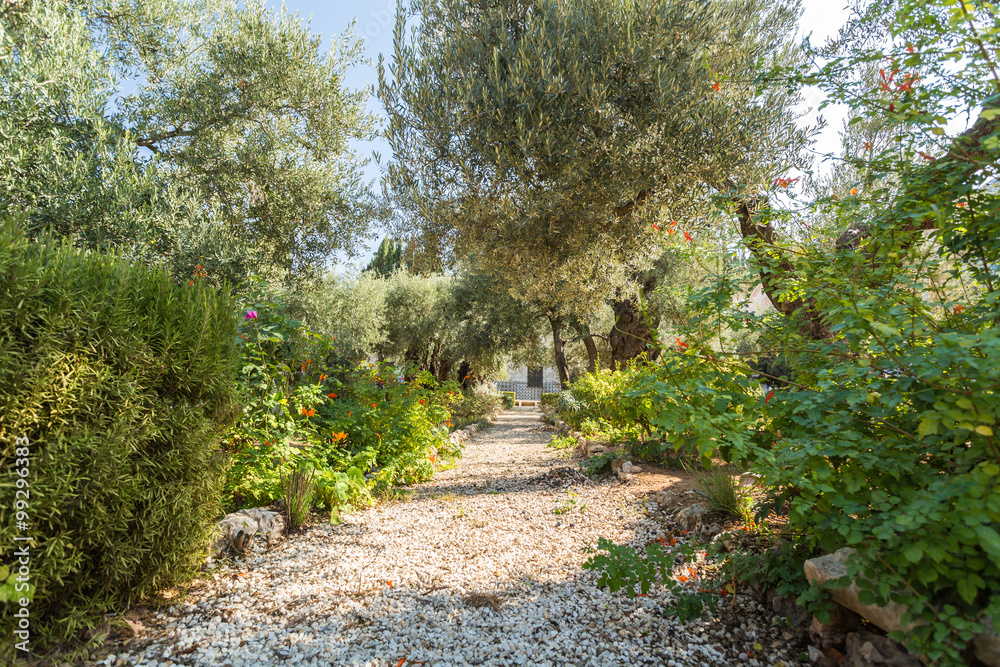 Gethsemane Garden on Mount of Olives, Jerusalem Gethsemane Garden on Mount of Olives, Jerusalem