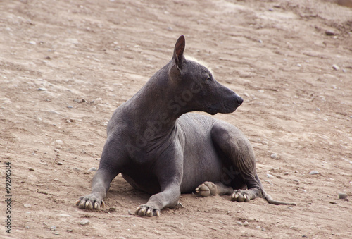 Peruvian Hairless dog guarding the pyramid at Huaca Huallamarca in Lima, Peru photo