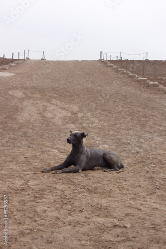 Peruvian Hairless dog guarding the pyramid at Huaca Huallamarca in Lima, Peru photo