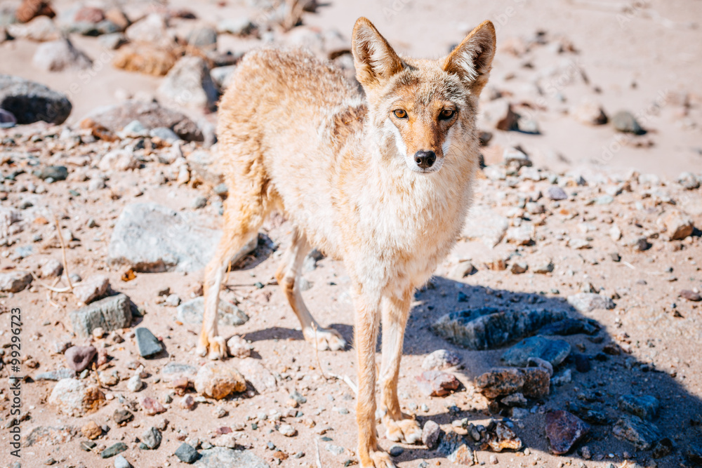 Fototapeta premium Coyote (Canis latrans) in Death Valley National Park, USA