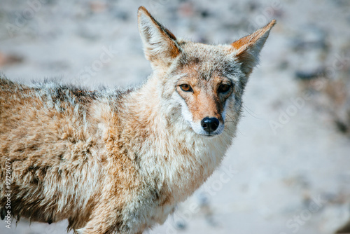 Coyote (Canis latrans) in Death Valley National Park, USA