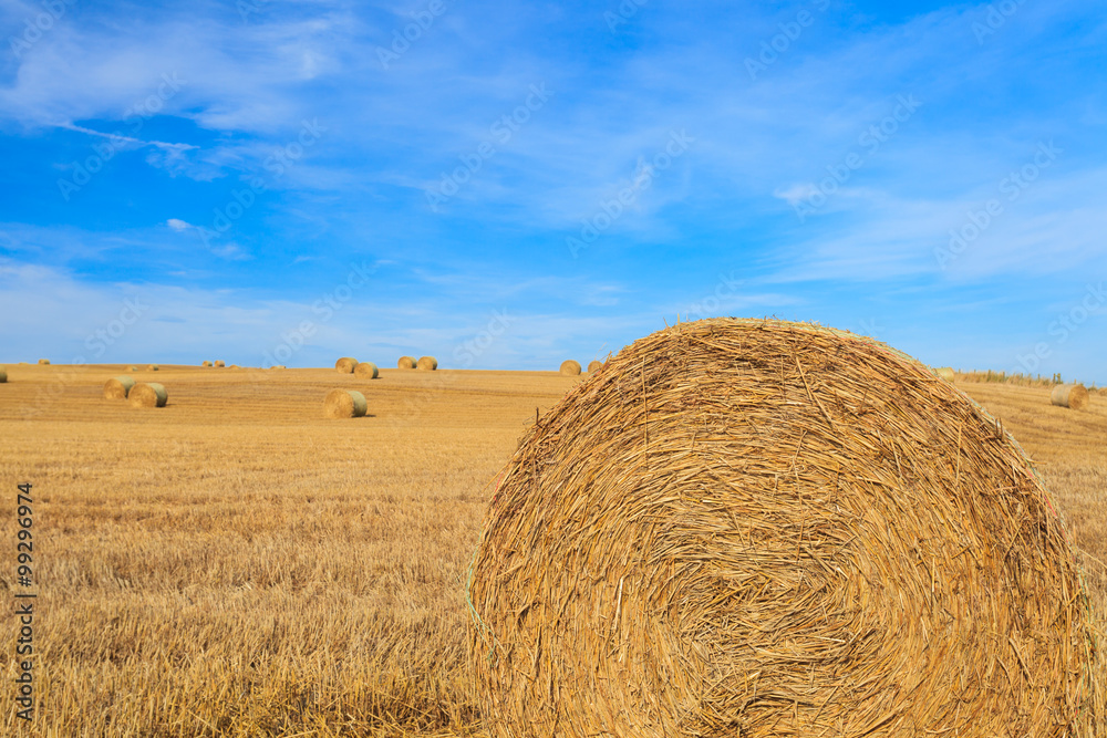 Hay stack in the field on sunny day