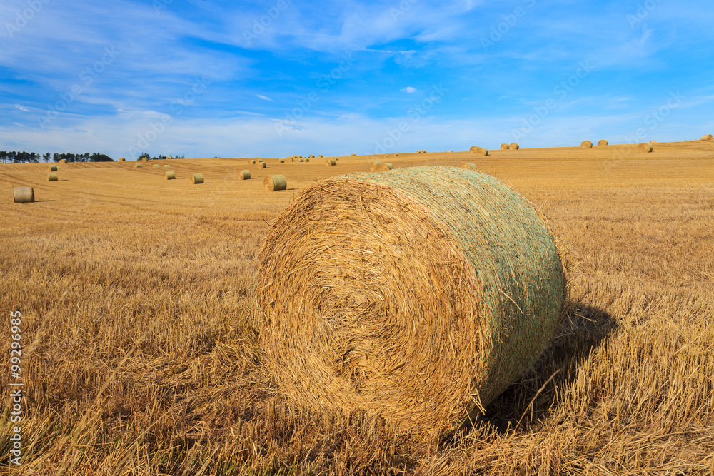 Hay stack in the field on sunny day