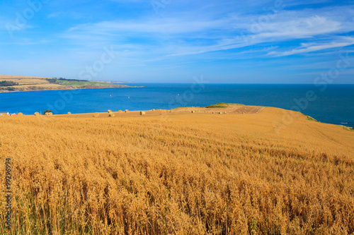 Wheat field and blue sky with clouds at shore line 