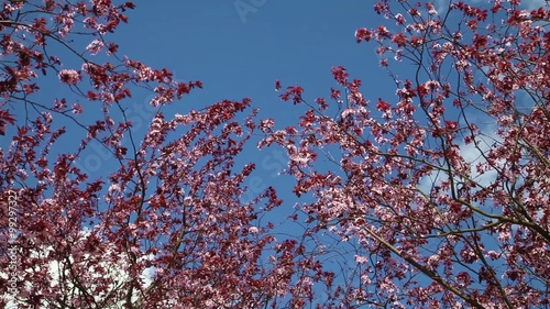 Cherry tree in spring