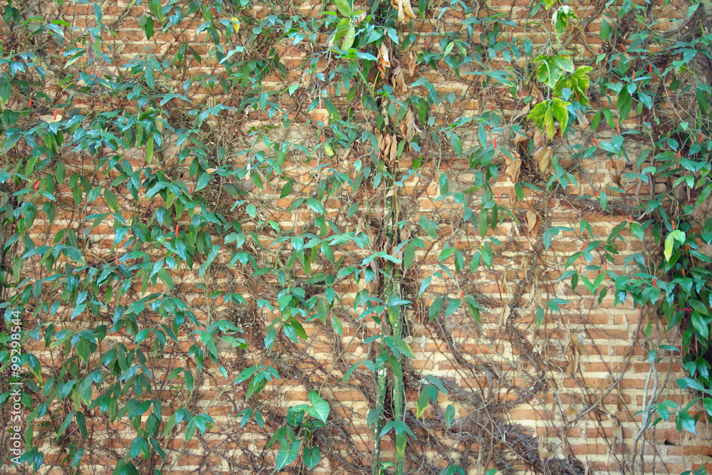 Fototapeta premium Plant grows on brick wall