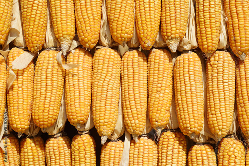 yellow corn background