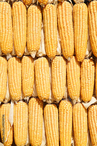yellow corn background