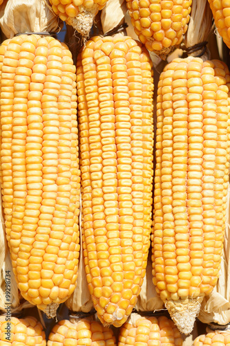 yellow corn background