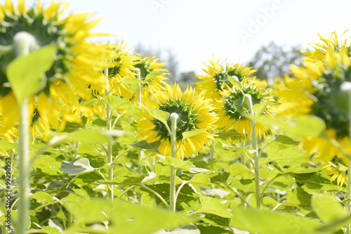 sun flower