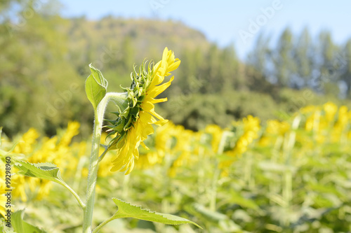 sun flower