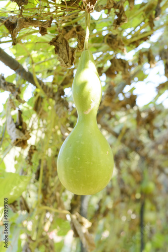 gourd