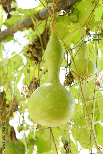 gourd
