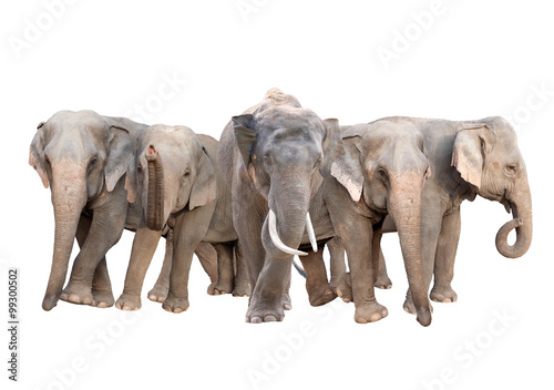 Photography group of asia elephant isolated on white background