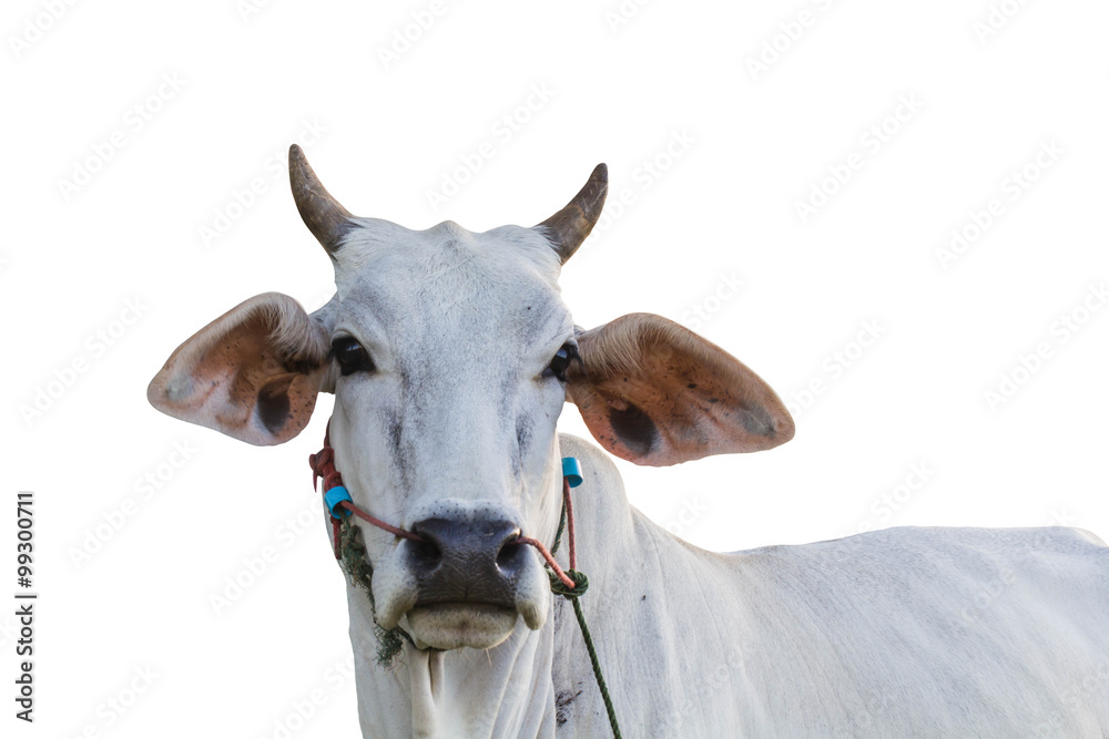 white cow look into camera, isolated white background white cow look into camera, isolated white background