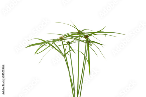 Small tree on white background with clipping path.