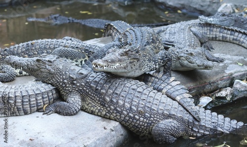 Large group of crocodiles