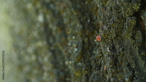 insect crawling on the bark of a tree photo