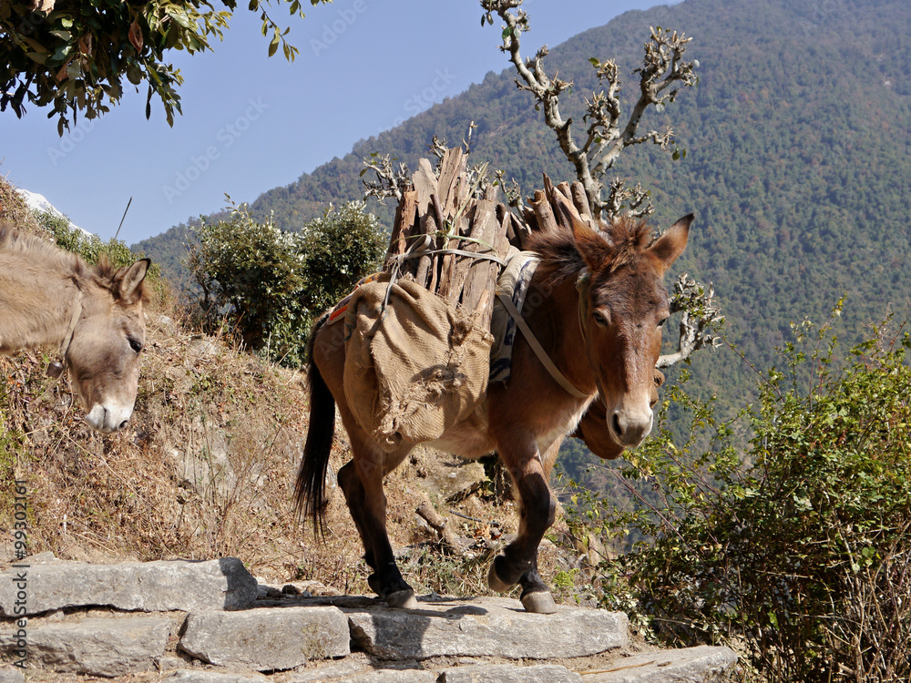 Naklejka premium Horse carries wood. Nepal