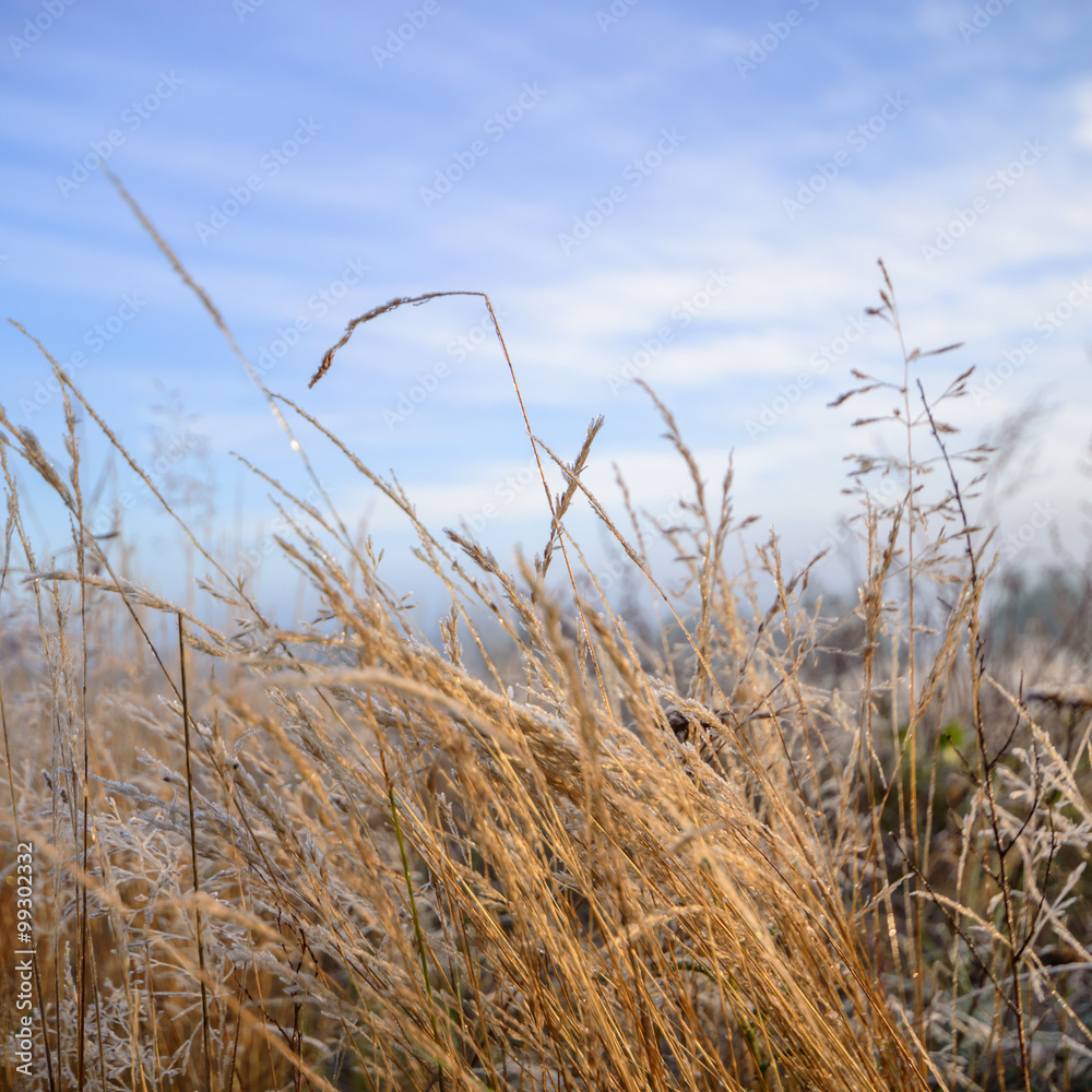Fototapeta premium wild plant