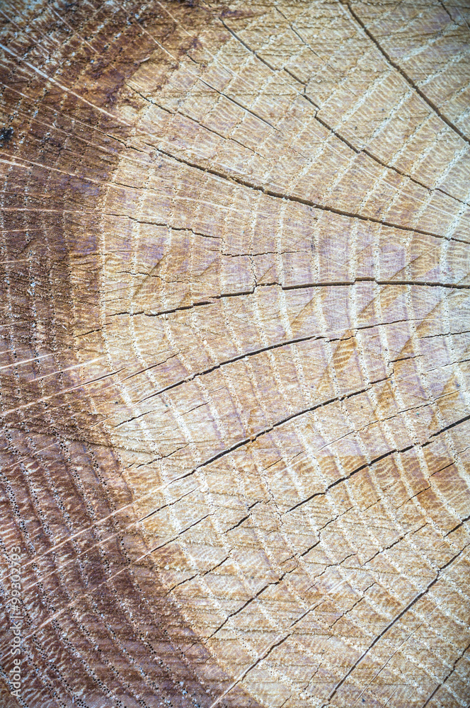 Fototapeta premium wood