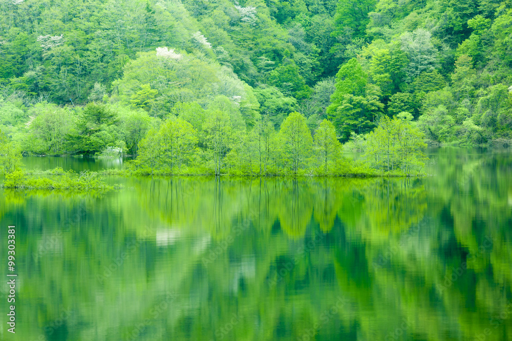 Fresh green tree reflected in water Fresh green tree reflected in water