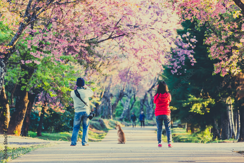 Tourist and cherry blossom on spring at north of Thailand Tourist and cherry blossom on spring at north of Thailand