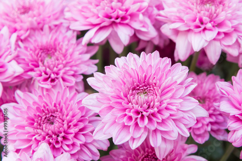 Close up beautiful pink dahlia