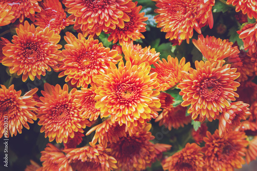Beautiful dahlia for background  Vintage Effect