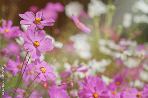 Soft focus on pink cosmos in the garden. Filtered background © Korradol