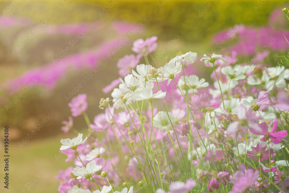 Obraz premium Pink cosmos in the garden. Filtered background