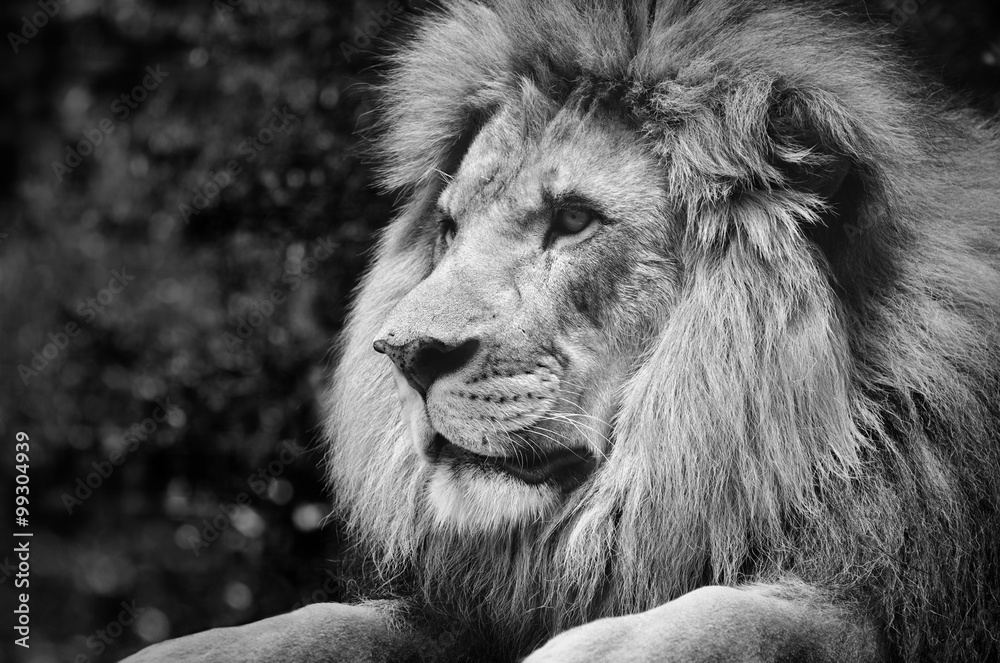 Naklejka premium Silny kontrast czarno-biały męskiego lwa w królewskiej pozie