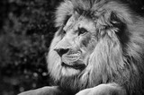 Strong contrast black and white of a male lion in a kingly pose