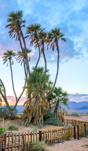 Savannah valley of Arava with southernmost in the Middle East doum palms near the border between Jordan and Israel photo