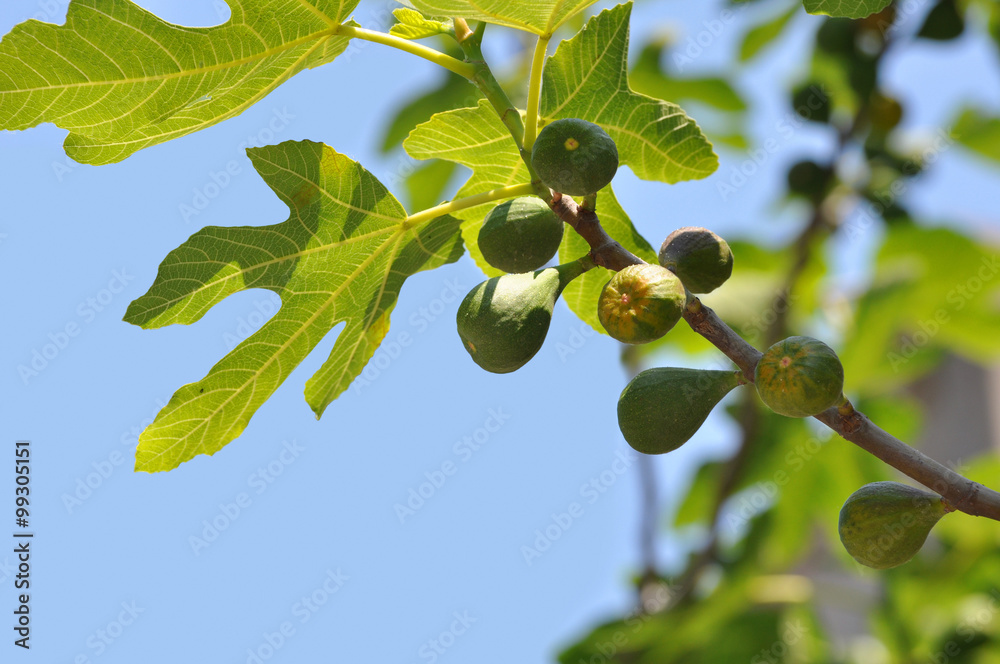 Fototapeta premium Young green fruits on a fig tree branch
