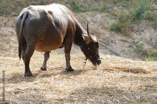 Fototapeta Naklejka Na Ścianę i Meble -  cow eating straw in farmland