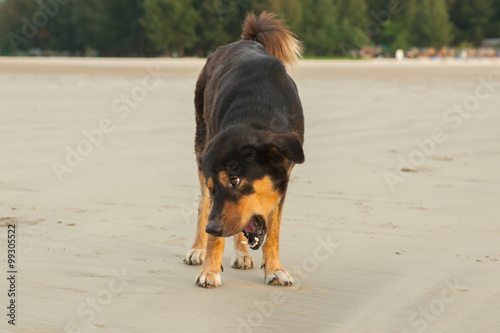 Stray dogs on beach