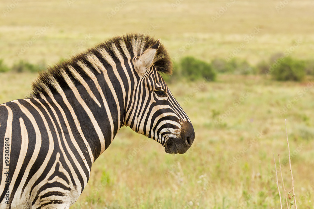 Zebra portrait