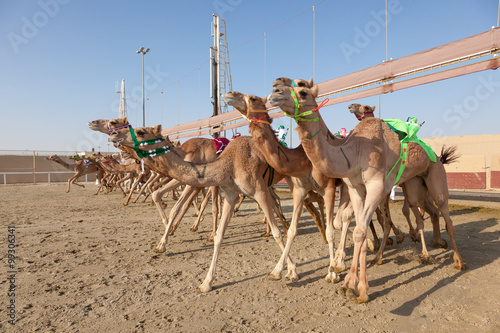 Race camels in Doha, Qatar