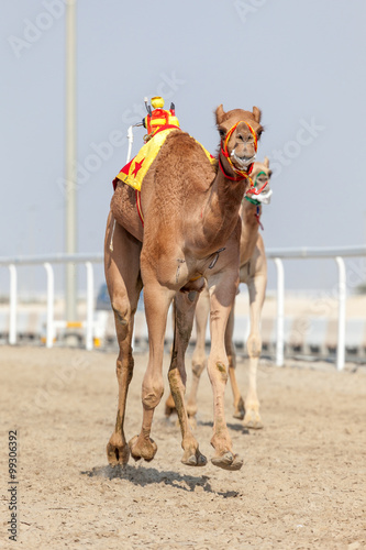 Racing camels in Qatar