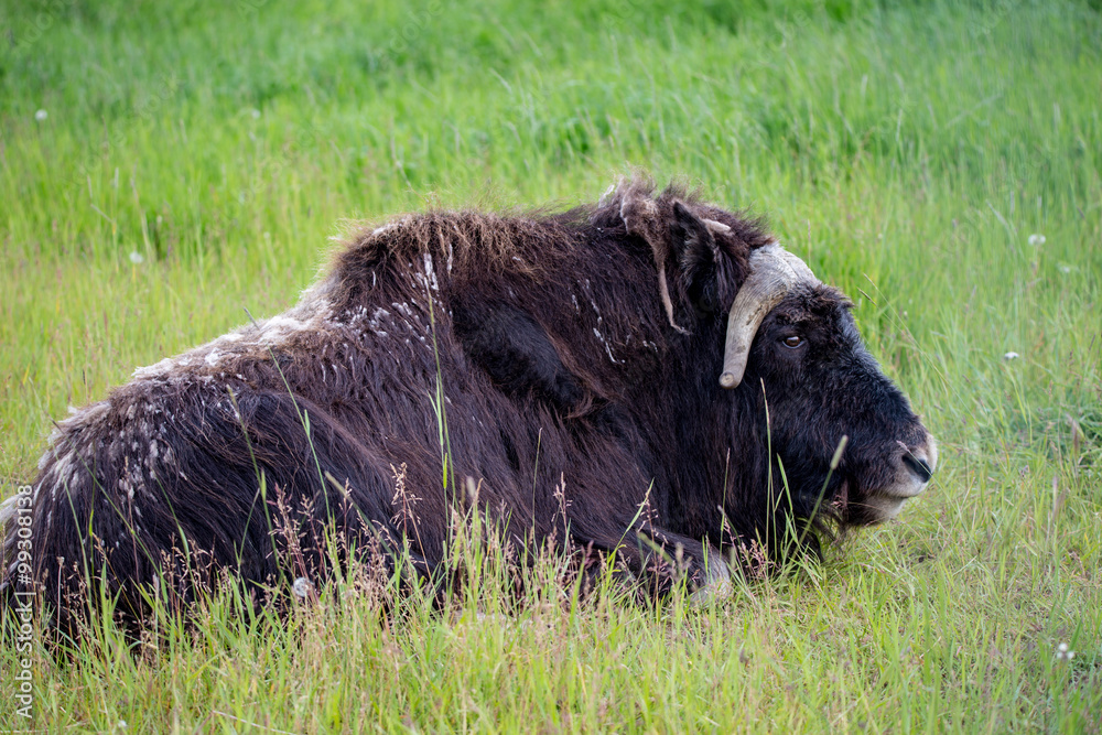 musk ox in alaska pasture grazzing park eating musk ox in alaska pasture grazzing park eating