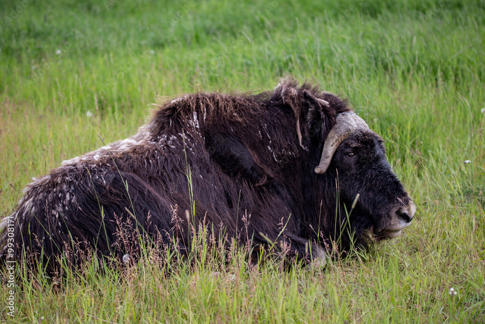 musk ox in alaska pasture grazzing park eating musk ox in alaska pasture grazzing park eating