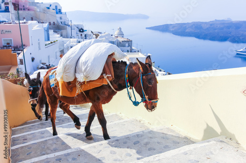 Canvas Print Greece Santorini island in Cyclades donkeys
