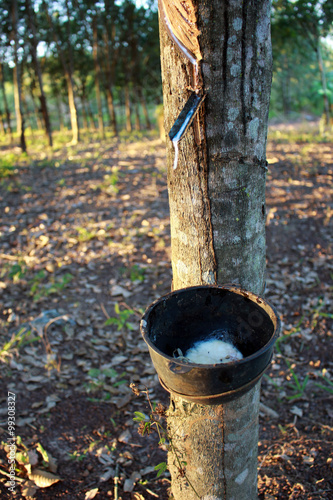 Latex extracted from rubber tree