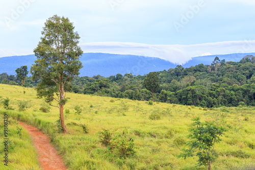 Green valley with mountain photo