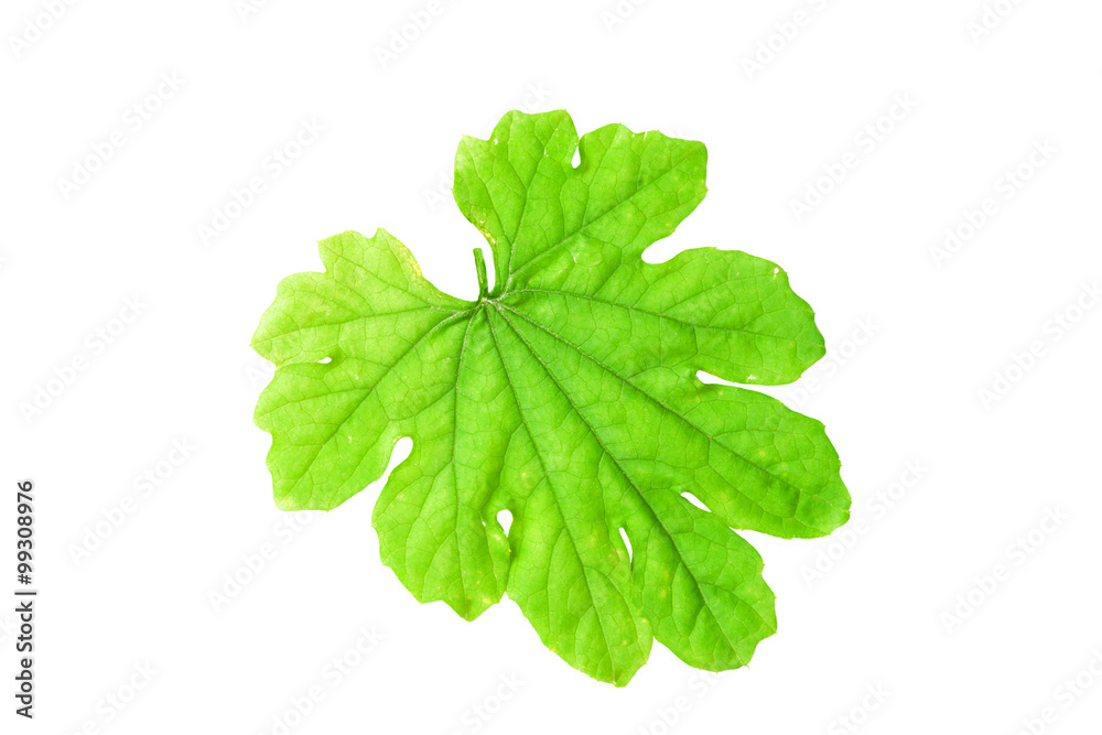 Green leaves isolated on white background,with clipping path. Green leaves isolated on white background,with clipping path.